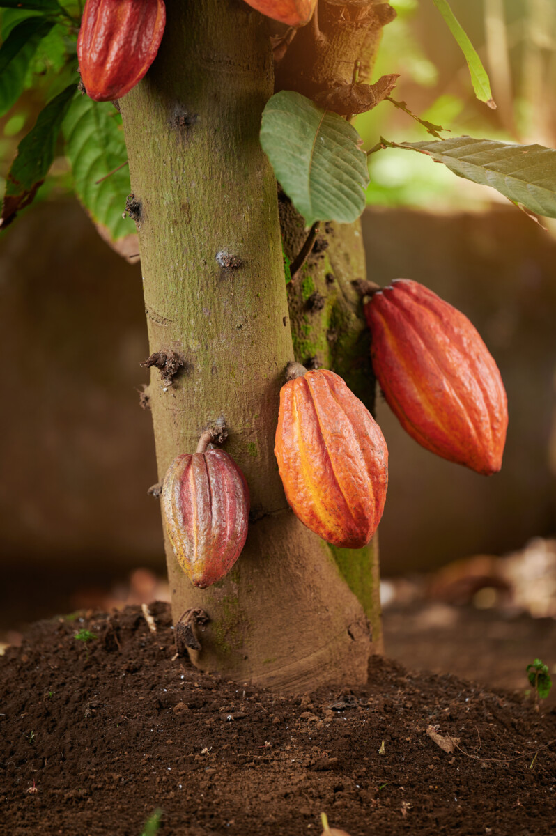 Nestlé anuncia parcerias para o plantio de 11 milhões de árvores na Bahia e no Pará