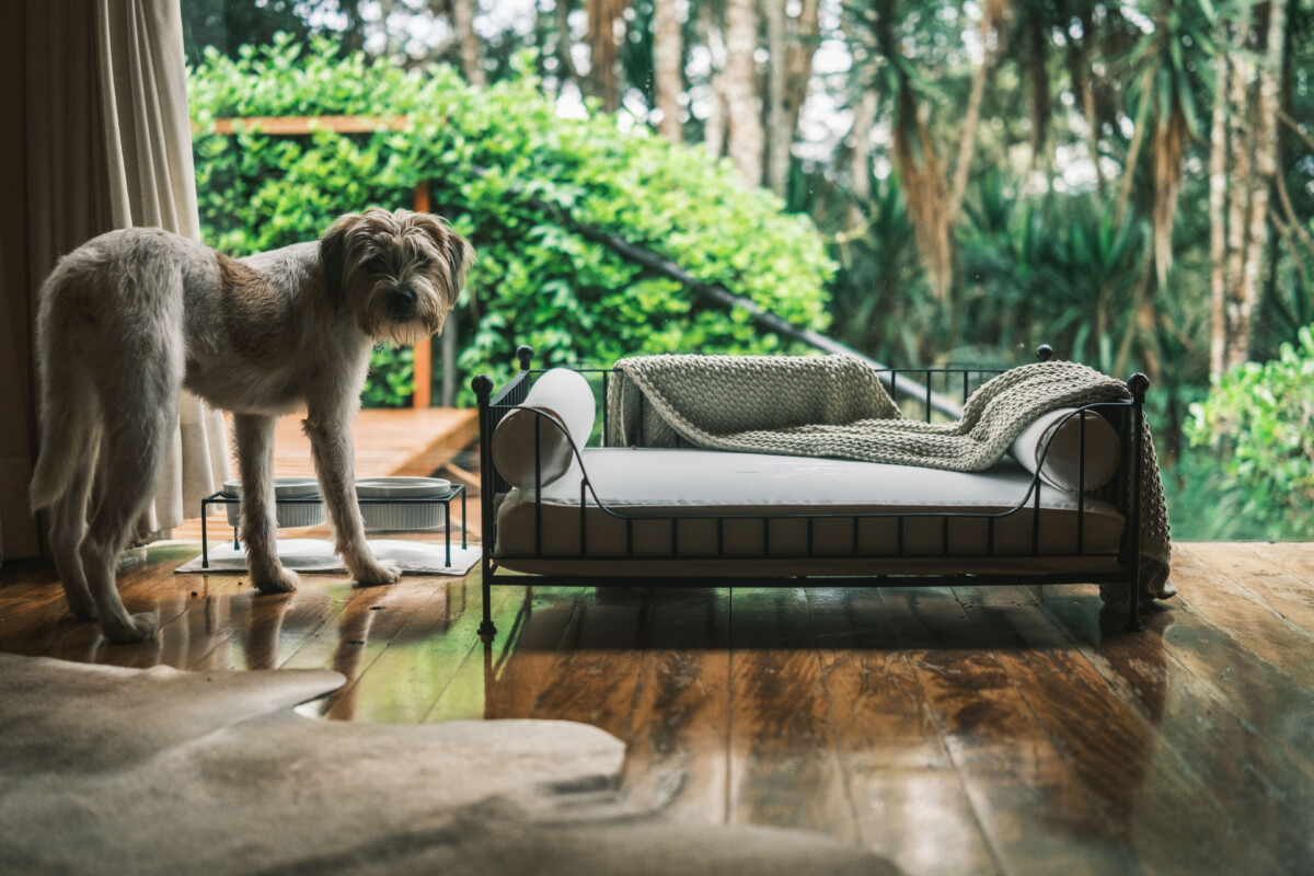O melhor amigo do homem agora também é hóspede no Botanique