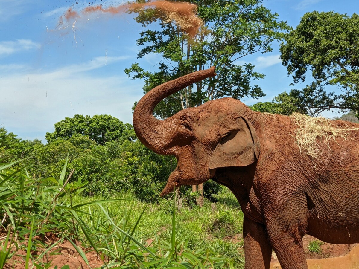 A história por trás da Amarula