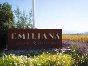 Dia da Terra com rótulos orgânicos e viticultura regenerativa