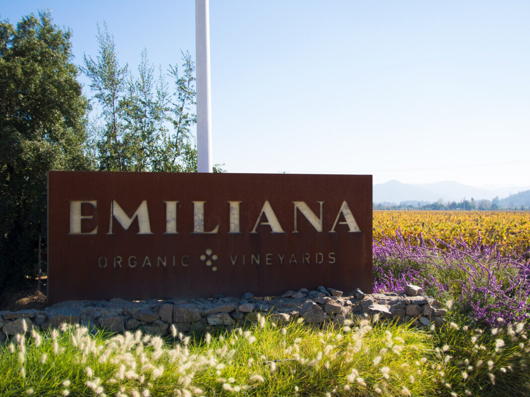 Dia da Terra com rótulos orgânicos e viticultura regenerativa