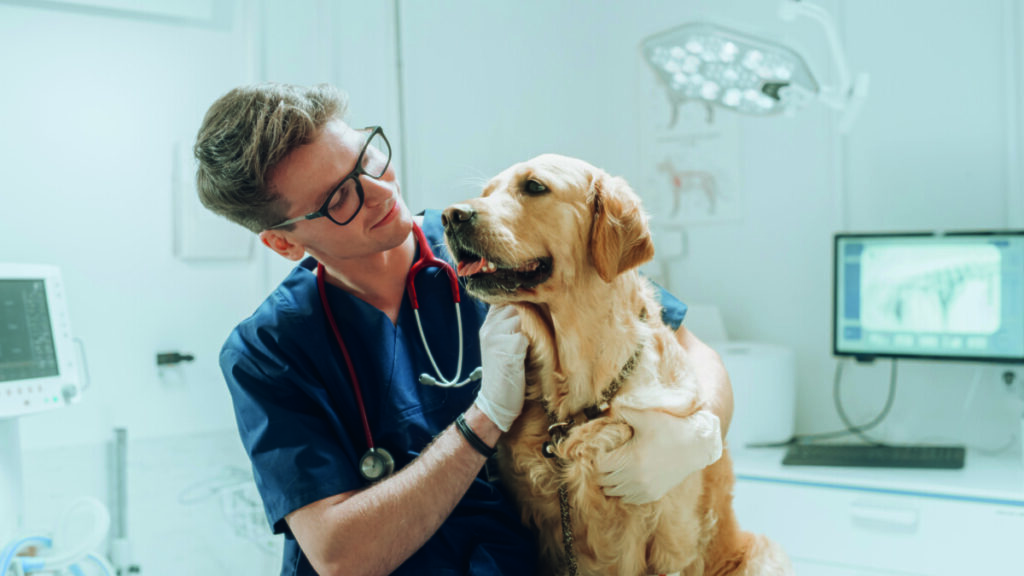 Com a humanização dos pets, conquistam espaço no segmento os planos de saúde, a indústria farmacêutica e até transportes aéreos