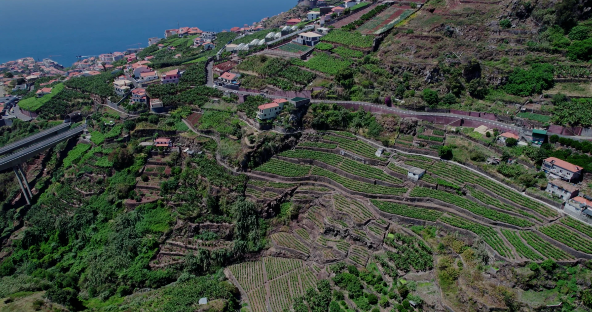 Enólogo de tradicional vinícola da Ilha da Madeira desembarca no Brasil